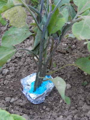 DSCN7445.JPG (125.5 KiB) Osservato 2351 volte DSCN7445.JPG