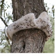 2828019818136549404291357_big.jpg 2828019818136549404291357_big.jpg