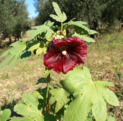 alcea ficifolia (=rosea).jpg