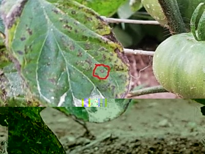 leaf spot - pomodoro - forumagraria.jpg