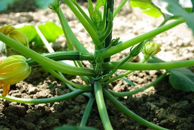 Legature zucchine in verticale.jpg