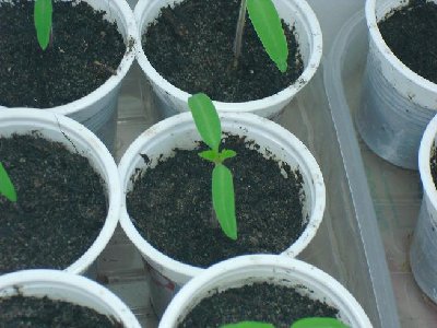 CIMG1230.JPG (98.69 KiB) Osservato 8841 volte CIMG1230.JPG