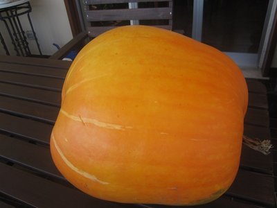 zucca misteriosa / IMG_6494.JPG IMG_6494.JPG