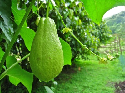 chayote.jpg (127.15 KiB) Osservato 1641 volte chayote.jpg