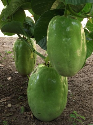 CrDHFYe.jpg (191.82 KiB) Osservato 1626 volte CrDHFYe.jpg