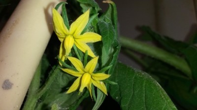 20150217_154836.jpg (81.64 KiB) Osservato 4593 volte 20150217_154836.jpg