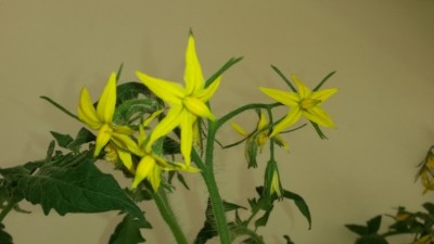 20150217_154847.jpg (65.45 KiB) Osservato 4593 volte 20150217_154847.jpg