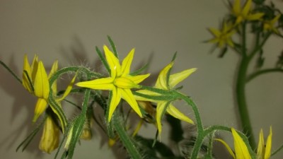 20150217_154913.jpg (74.39 KiB) Osservato 4593 volte 20150217_154913.jpg