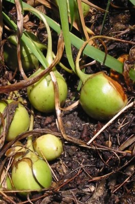 Mandragore_officinale_fruits.jpg