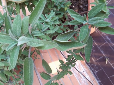 20180530_194618.jpg (126.16 KiB) Osservato 1063 volte 20180530_194618.jpg