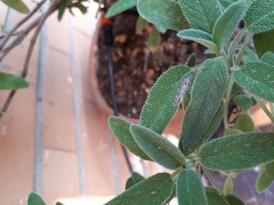 20180530_194709.jpg (91.3 KiB) Osservato 1063 volte 20180530_194709.jpg