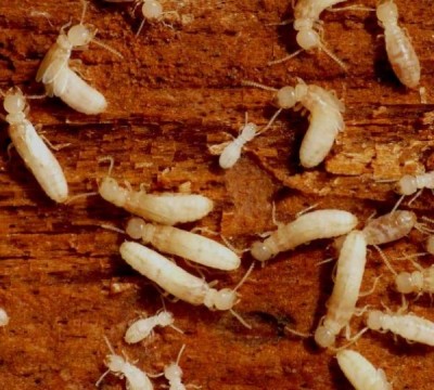 termiti-rossi-1.jpg