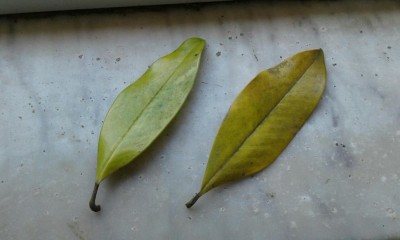 Magnolia foglie.jpg