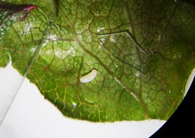 blennocampa pusilla - Tentredine arrotolatrice rosa - uovo rz.jpg