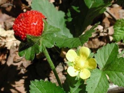 falsa-fragola.jpg