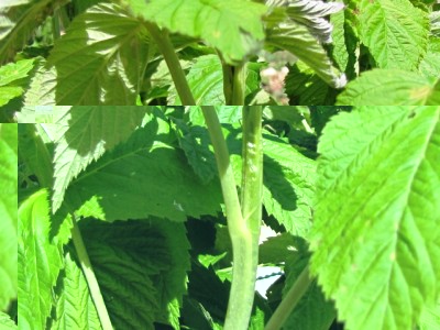 IMG_9074.JPG (182.63 KiB) Osservato 930 volte IMG_9074.JPG