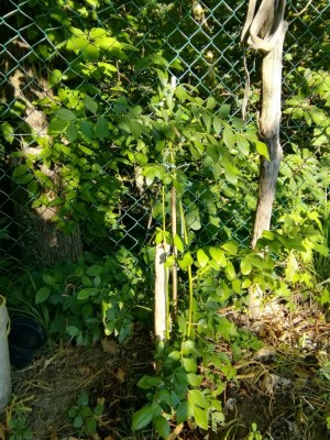 IMG_20170715_192127-1224x1632.jpg (201.6 KiB) Osservato 786 volte IMG_20170715_192127-1224x1632.jpg