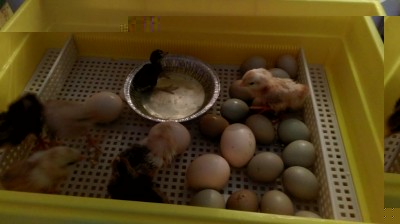 IMAG0399.jpg (47.2 KiB) Osservato 1472 volte IMAG0399.jpg