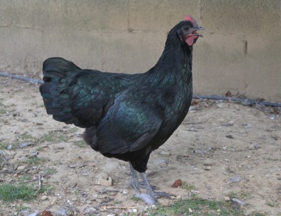 australorp_4mesi.jpg