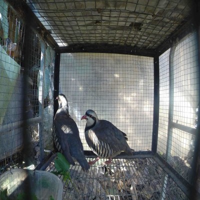 rsz_1rsz_gopr1214.jpg (190.08 KiB) Osservato 834 volte rsz_1rsz_gopr1214.jpg