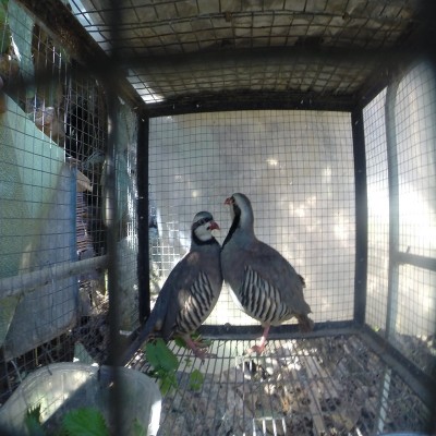 rsz_1rsz_gopr1215.jpg (154.88 KiB) Osservato 834 volte rsz_1rsz_gopr1215.jpg