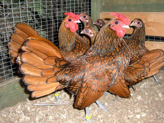 ORO ORLO NERO / sebrights004.jpg sebrights004.jpg