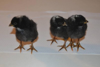 amroks-1.jpg (44.49 KiB) Osservato 1290 volte amroks-1.jpg