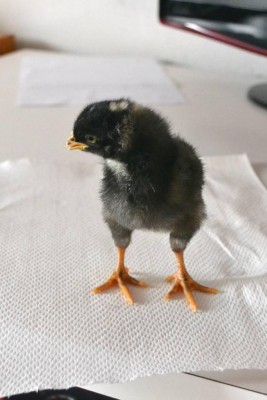 gallo1.jpg (66.2 KiB) Osservato 1261 volte gallo1.jpg