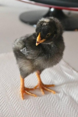 gallo2.jpg (55.51 KiB) Osservato 1261 volte gallo2.jpg