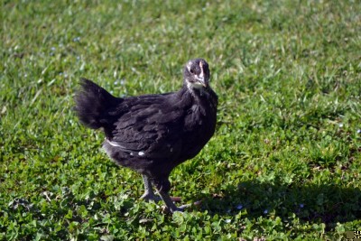 Australorp-4-settimane.jpg (139.99 KiB) Osservato 1203 volte Australorp-4-settimane.jpg