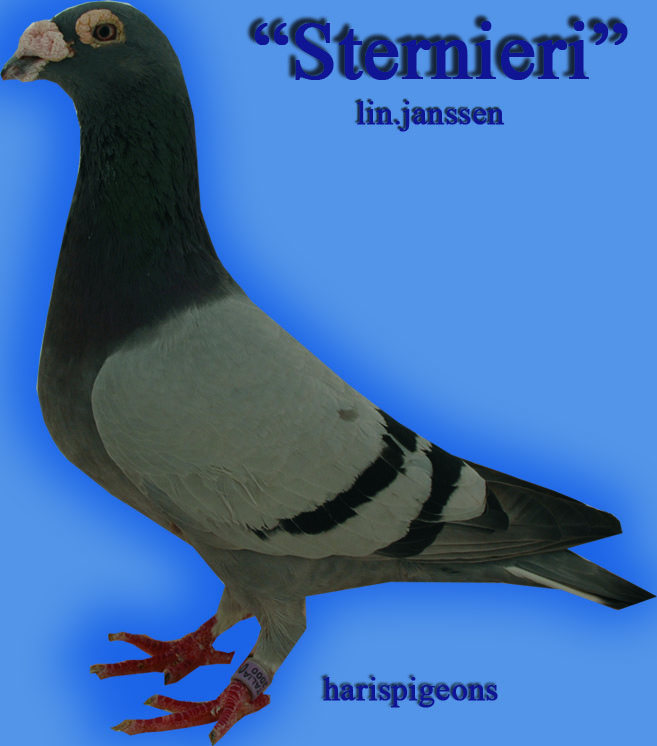 sternieri za tekir.jpg sternieri za tekir.jpg
