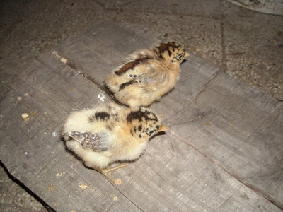 04-04-2011 polli e pulcini 008.jpg