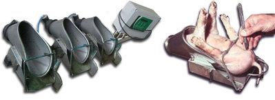 castrazione-di-un-suinetto_43570.jpg (41.45 KiB) Osservato 1468 volte castrazione-di-un-suinetto_43570.jpg