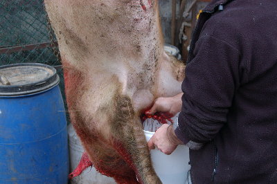 Iugulazione norcineria casalinga.jpg (131.01 KiB) Osservato 2040 volte Iugulazione norcineria casalinga.jpg