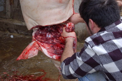 Taglio della testa norcineria casalinga.jpg (126.17 KiB) Osservato 2042 volte Taglio della testa norcineria casalinga.jpg