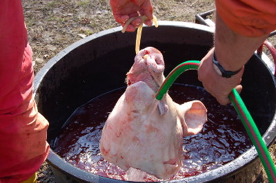 Lavaggio testa norcineria casalinga.jpg (148.92 KiB) Osservato 2040 volte Lavaggio testa norcineria casalinga.jpg