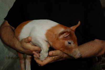 La mia passione_ Grigio di Duroc.jpg (81.35 KiB) Osservato 3220 volte La mia passione_ Grigio di Duroc.jpg