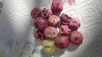 Chicchi uva.JPG