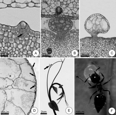 food bodies - Cissus verticillata - ontogenesi.jpg
