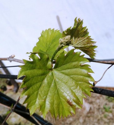 foglia migliore con abbozzo di grappolo.jpg