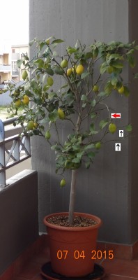 Vedi ramo piegato in avanti indicato da freccia rossa, va accorciato o no? Vedi i 2 rami al lato destro indicati da freccia nera, vanno accorciati o no? / LimoneC.jpg LimoneC.jpg