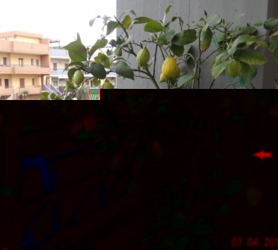 Vedi dettaglio più ingrandito di ramo piegato in avanti indicato da freccia rossa. / LimoneC1.jpg LimoneC1.jpg