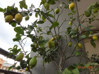 Visione dell'albero da sotto la pianta per inquadrare il centro della chioma da sotto. / LimoneC2.jpg LimoneC2.jpg