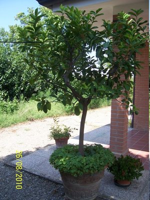 100_3330.JPG (132.27 KiB) Osservato 7672 volte 100_3330.JPG