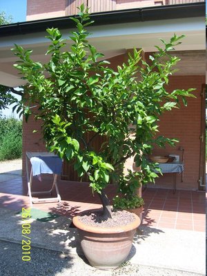 100_3329.JPG (122.5 KiB) Osservato 7672 volte 100_3329.JPG