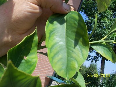 100_3319.JPG (133.25 KiB) Osservato 7672 volte 100_3319.JPG