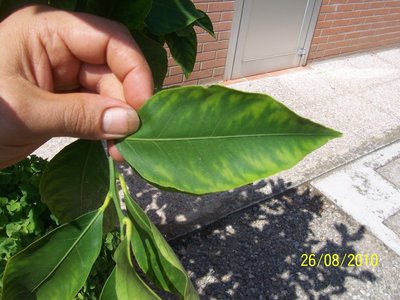 100_3323.JPG (143.63 KiB) Osservato 7672 volte 100_3323.JPG