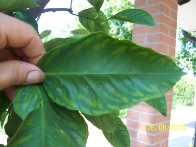 100_3332.JPG (108.46 KiB) Osservato 7672 volte 100_3332.JPG