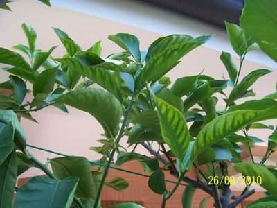 100_3335.JPG (135.12 KiB) Osservato 7672 volte 100_3335.JPG