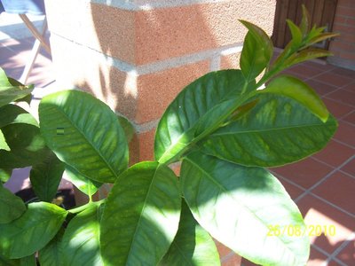 100_3341.JPG (134.11 KiB) Osservato 7671 volte 100_3341.JPG